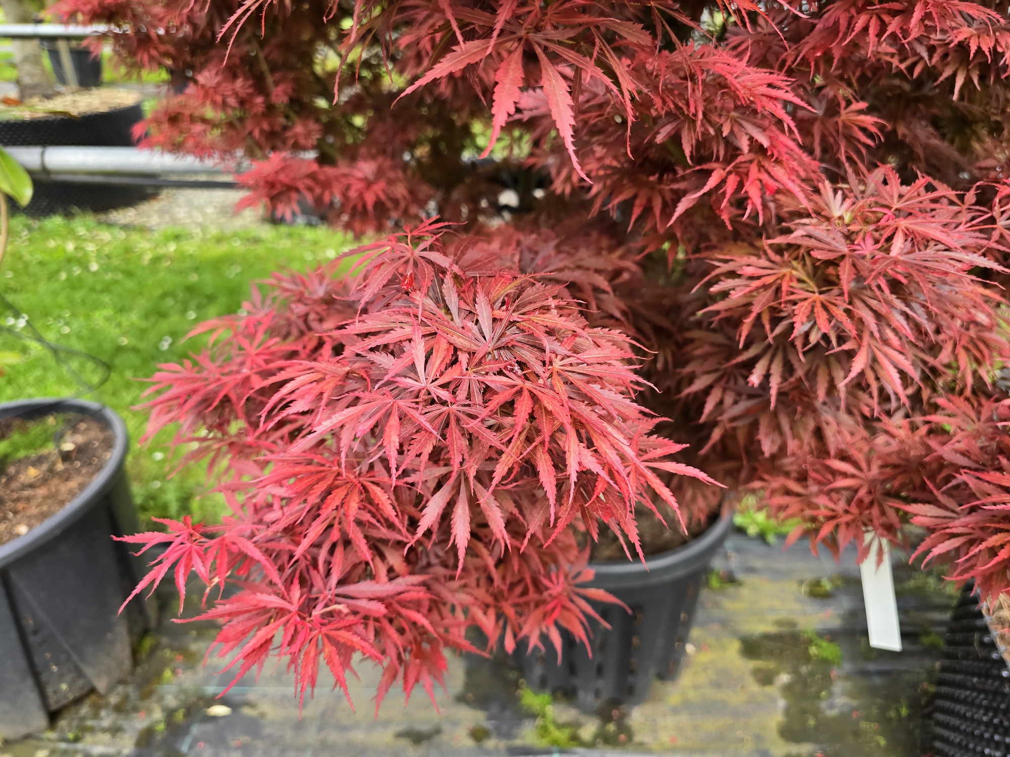 Japanischer Ahorn mit dunkelroten Blttern