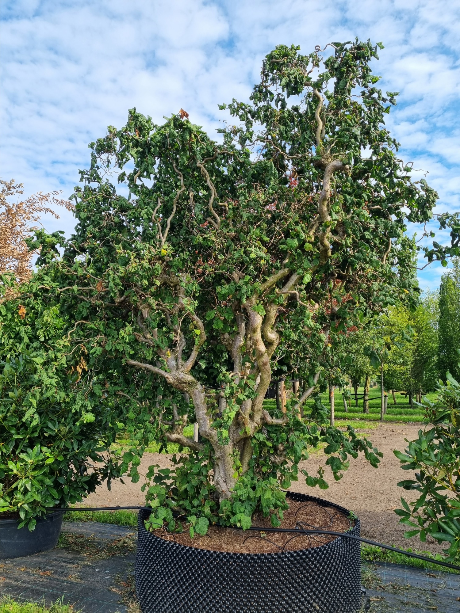 Kaufen Sie eine große Corylus avellana Contorta?