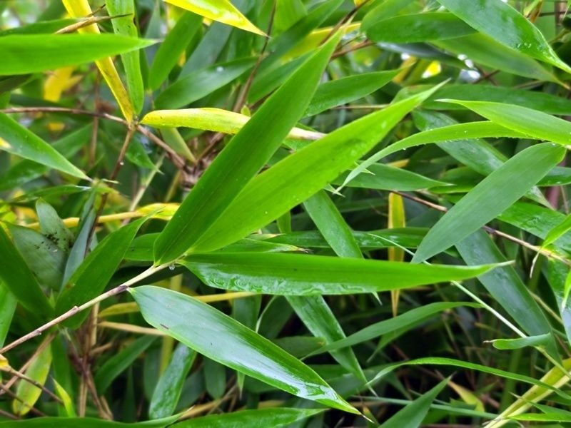 Japanse bamboe 'Lancaster 1', Fargesia denudata 'Lancaster 1' kopen