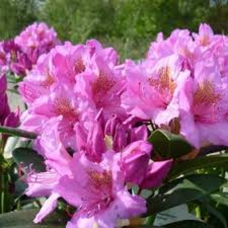 Rododendron 'Delta' , Rhododendron 'Delta' kopen