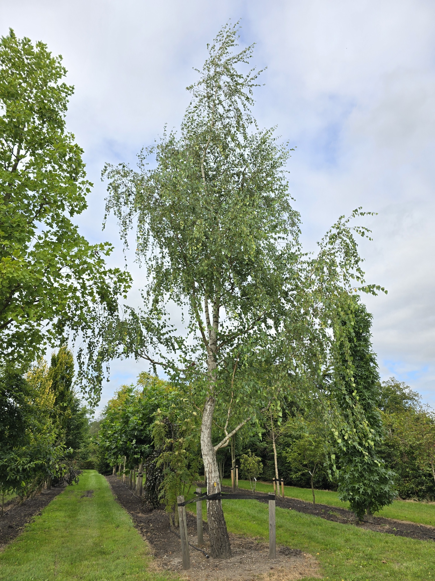 Betula pendula als großen Solitärbaum kaufen