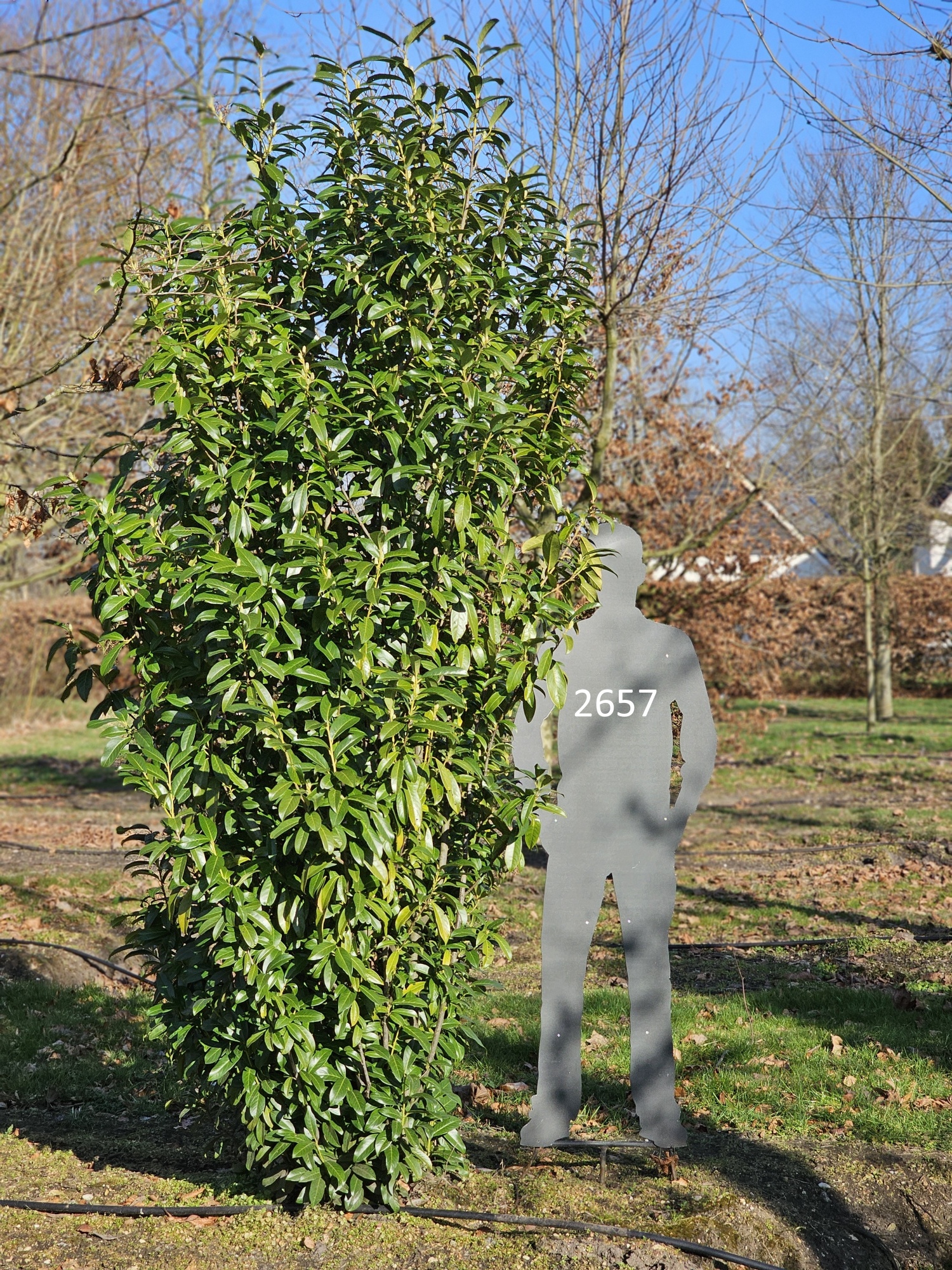 Klein bleibender immergrner Kirschlorbeer