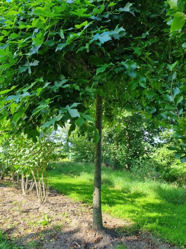Liquidambar styraciflua ist ein kugelförmiger Amberbaum