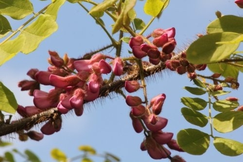 Rode Acacia Robinia Margaretta Casque Rouge Kopen