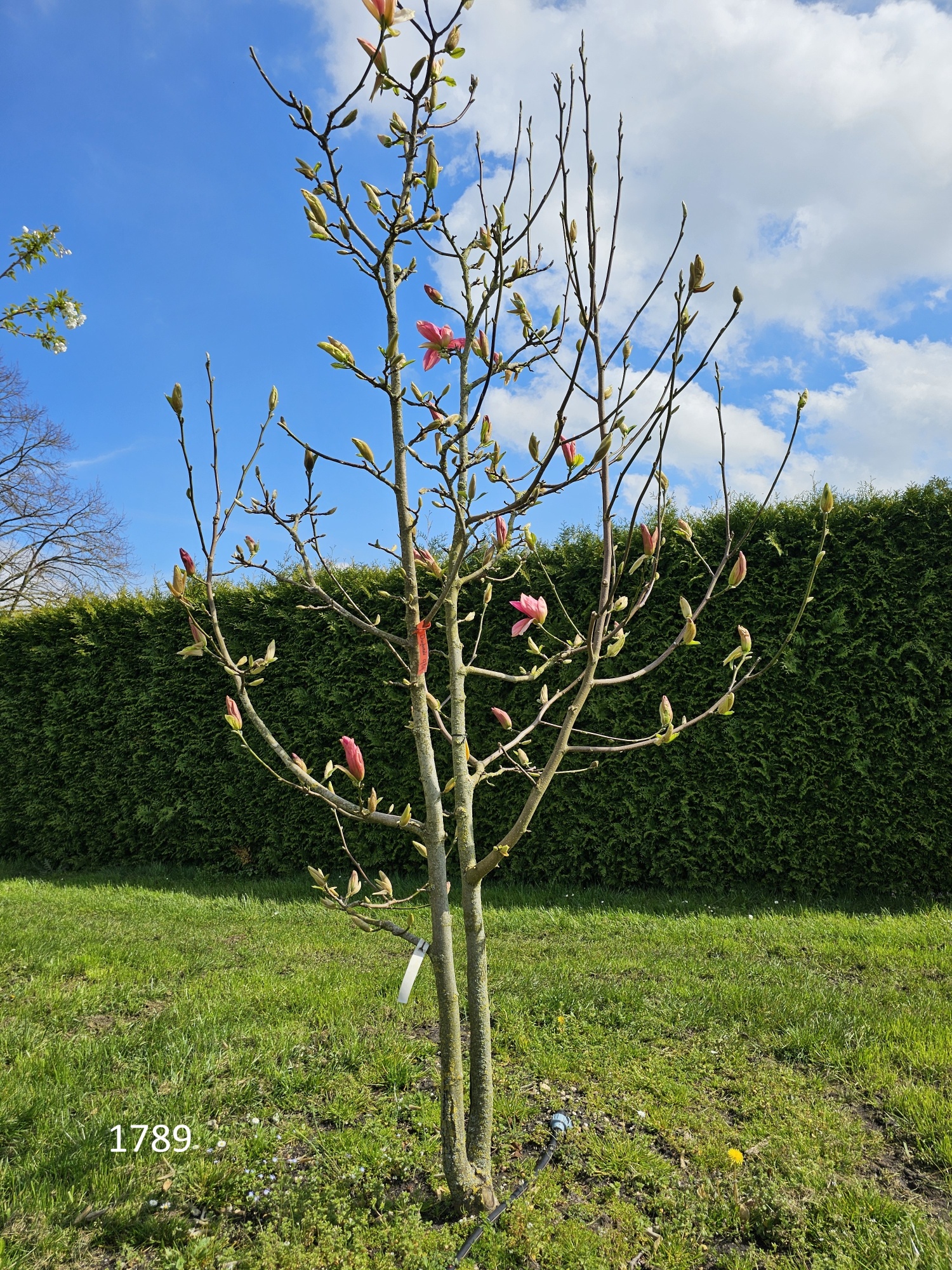 Magnolia 'Daybreak' met grote zalm roze bloemen kopen?