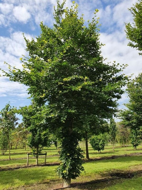 Fagus sylvatica, Rotbuche als besonderer Baum
