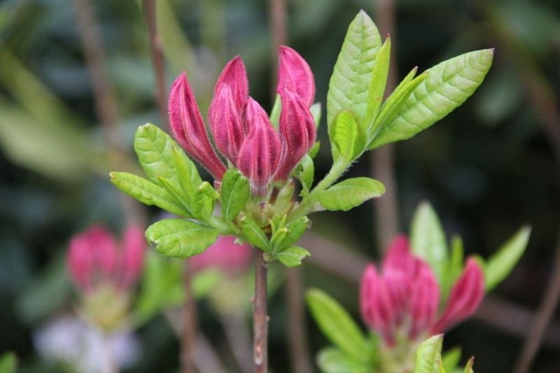 Azalea 'Jolie Madame', Rhododendron 'Jolie Madame'' kopen