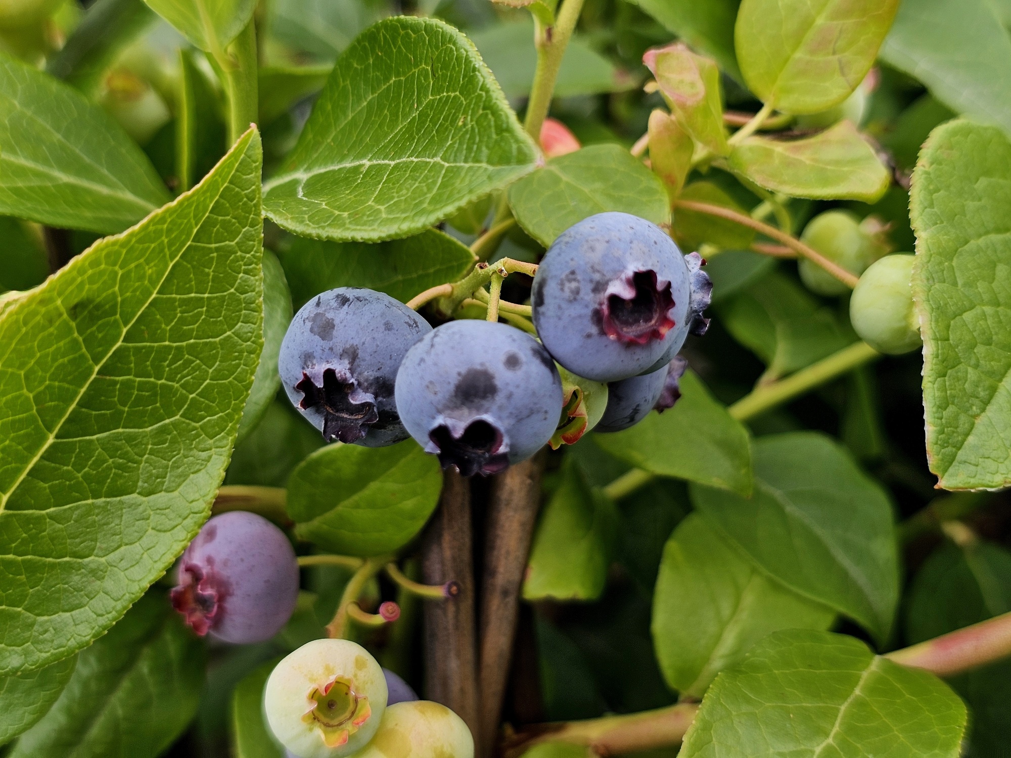 Blauwe bes 'Duke', Vaccinium corymbosum 'Duke' kopen