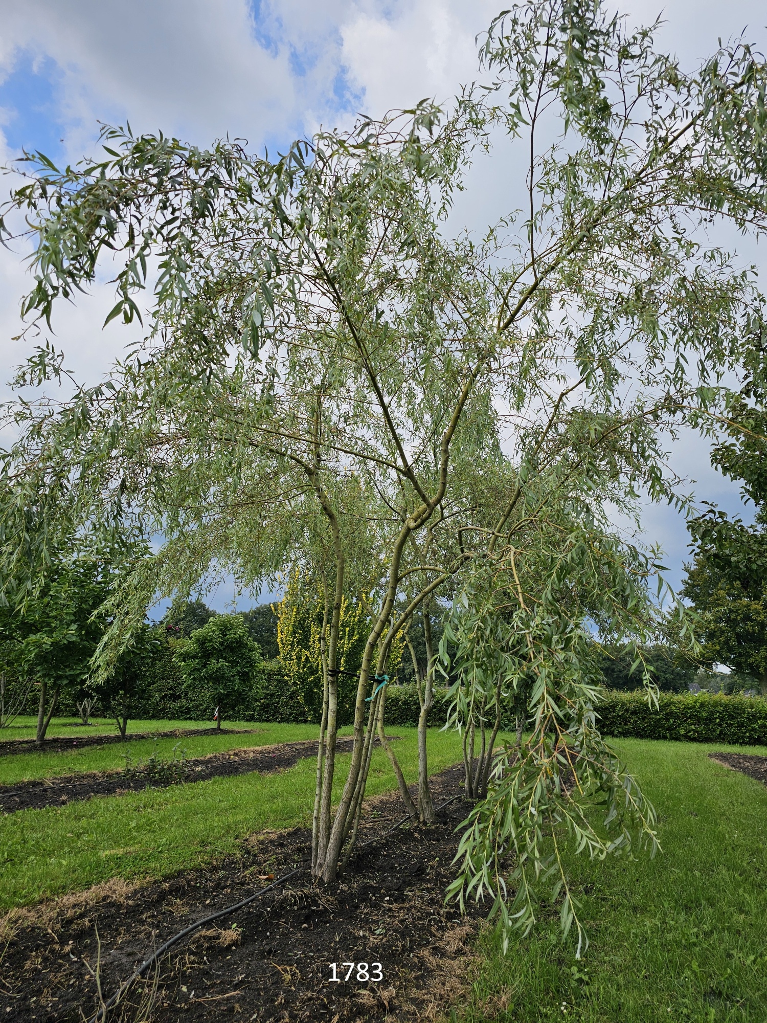Möchten Sie eine große Trauerweide für den feuchten Gartenboden kaufen?