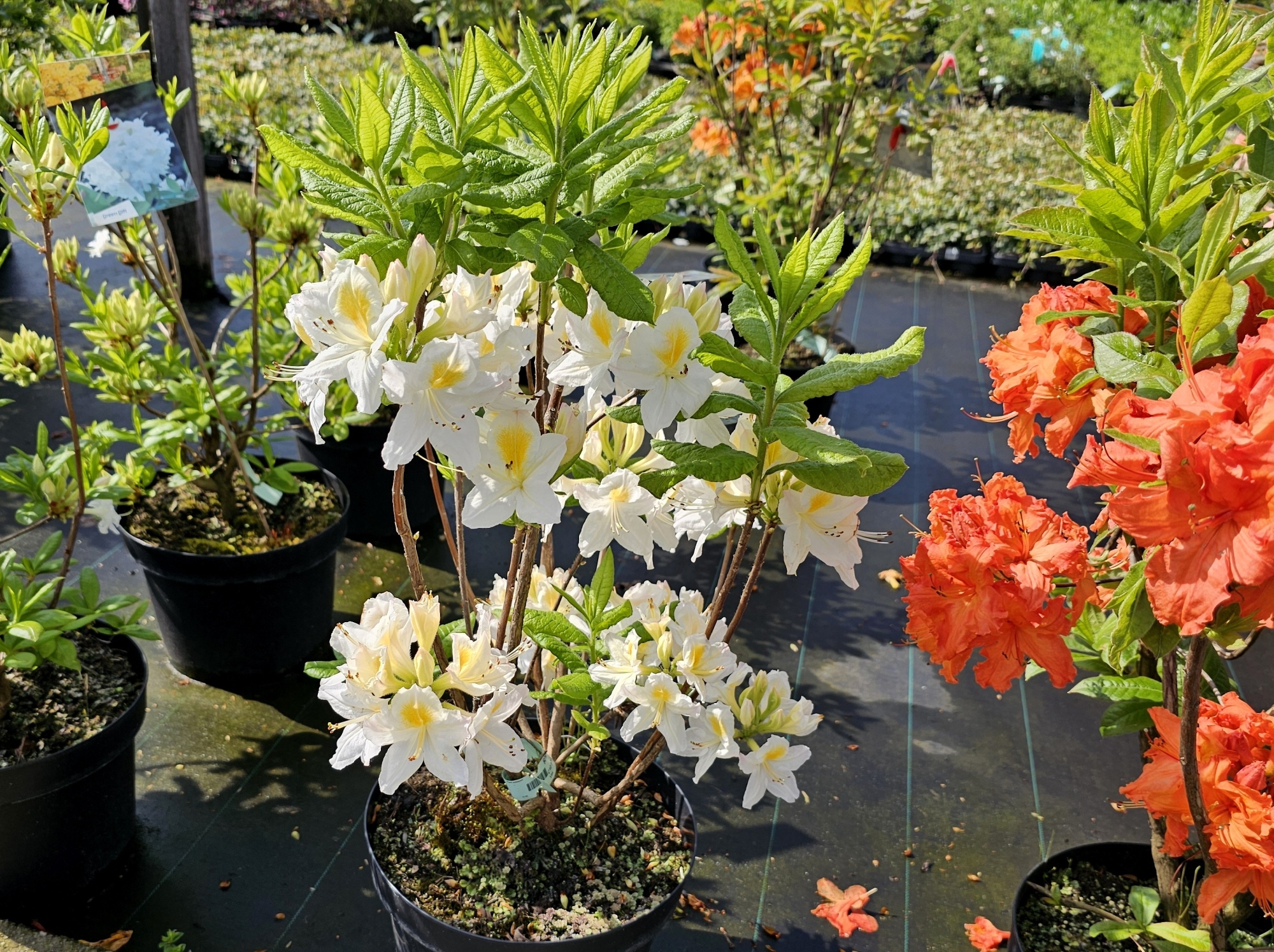 olivenbaum zweige kaufen Olivenbaum auf Stamm kaufen | Olea europaea main image 0
