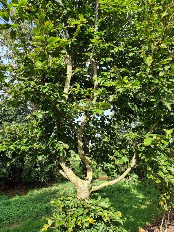 Sie wollen eine Buche als Kletterbaum fr die Kleinen kaufen?