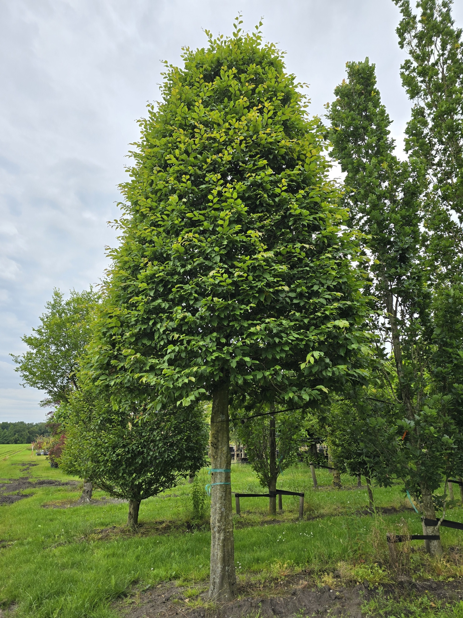 Carpinus betulus als besonderer Standardbaum