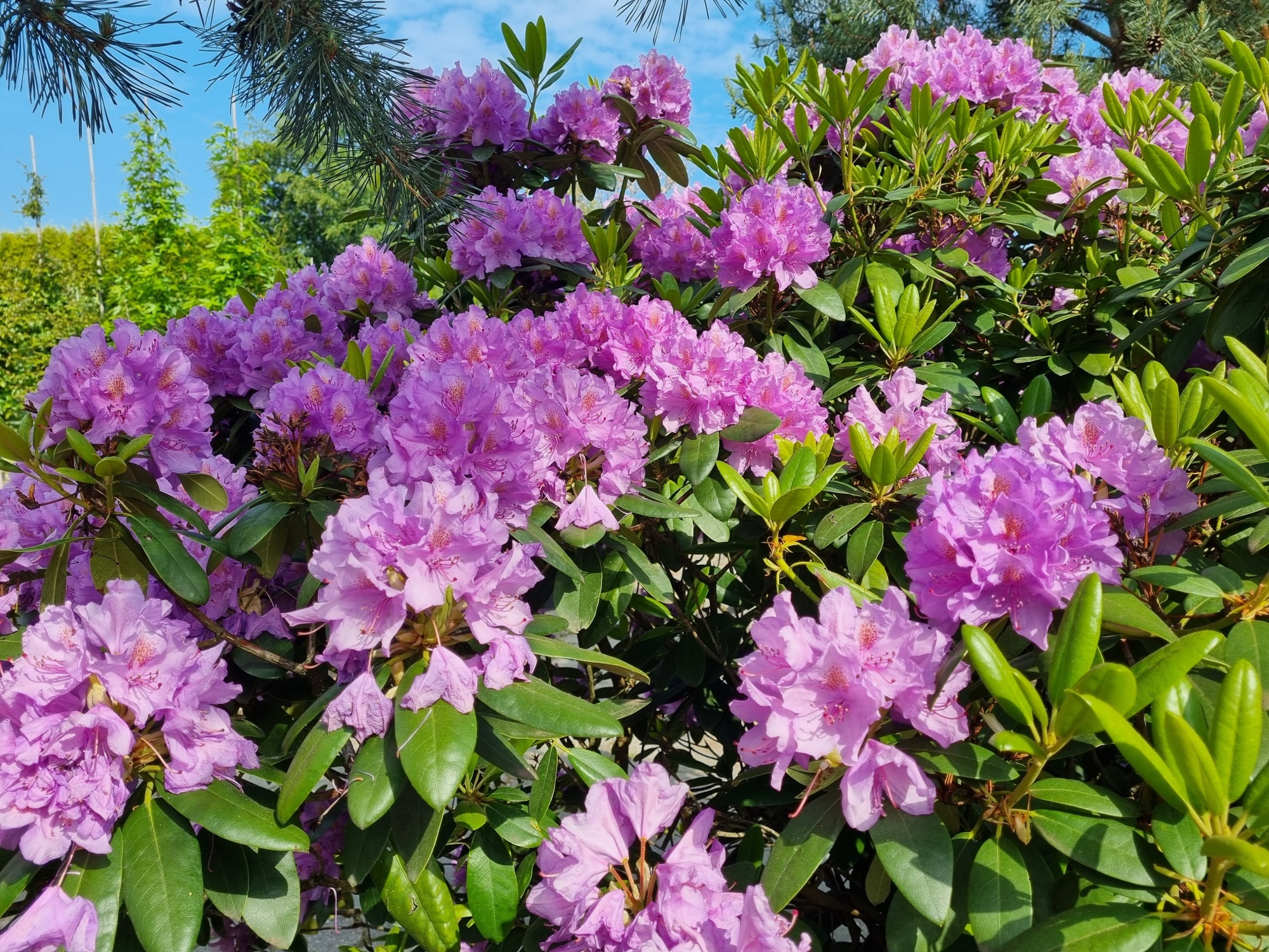 Kaufen Sie einen groen Rhododendron 'Catawbiense Grandiflorum'?