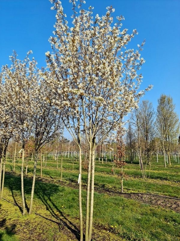 Krentenboompje Rainbow Pillar Amelanchier Canadensis Rainbow Pillar Kopen