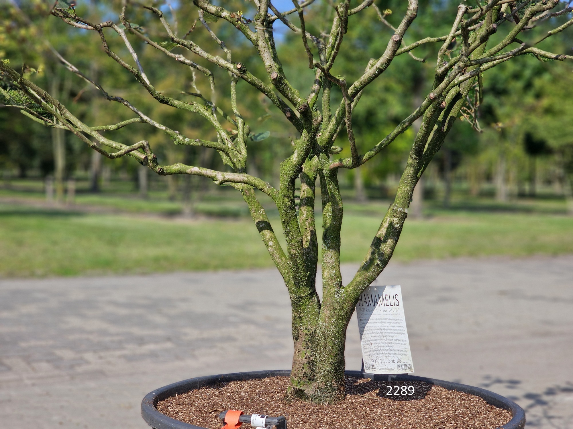 bonsai gefäß Ficus 'Ginseng' Bonsai Ø:24 H:70 cm - Pflegeleichter Bonsai