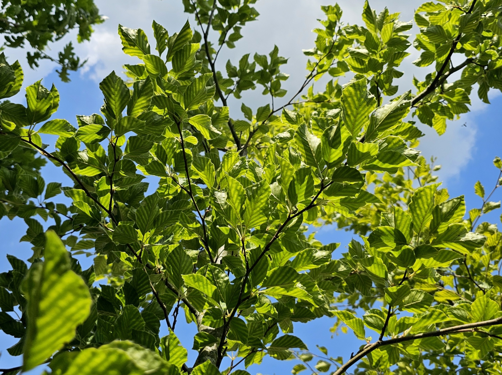 Fagus sylvatica 'Dawyck Gold' als sulenfrmige Solitrbuche