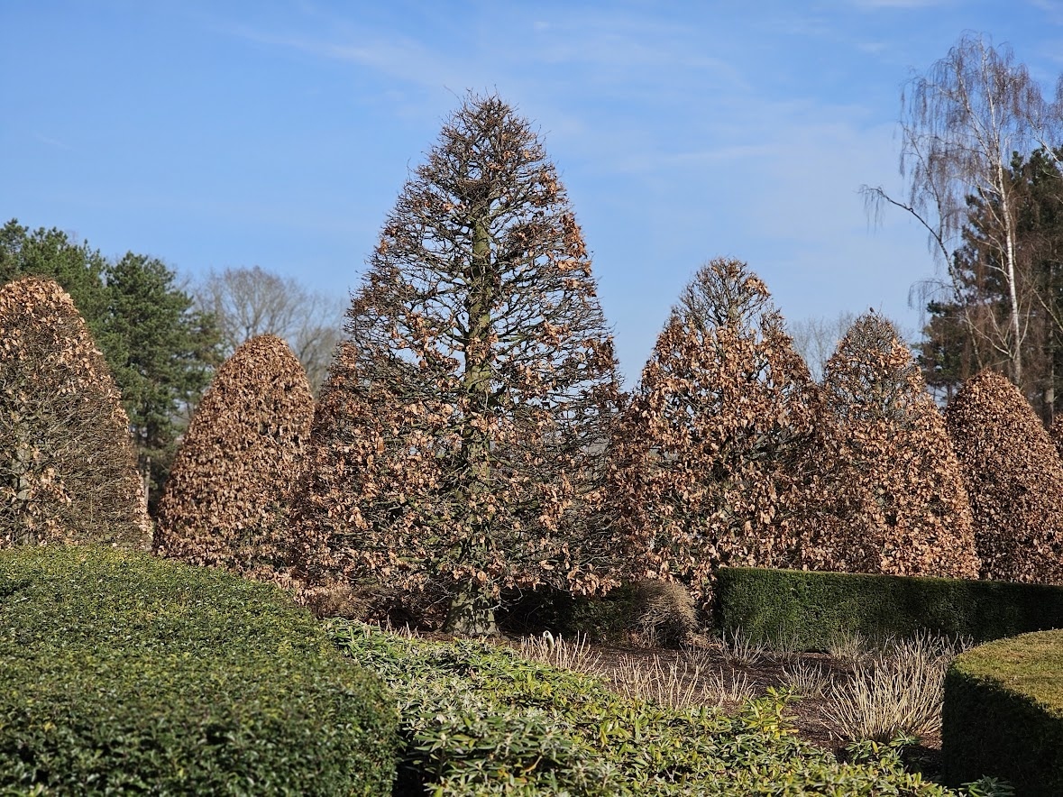 Gewone beuk, Fagus sylvatica kopen