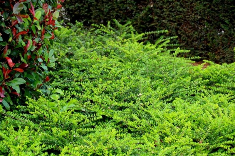Kamperfoelie 'Elegant', Lonicera nitida 'Elegant' kopen