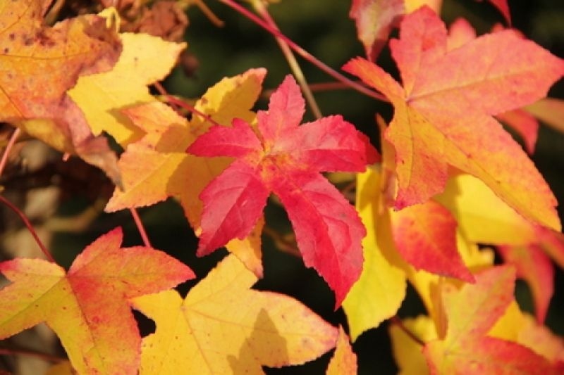 Liquidambar styraciflua ist ein kugelförmiger Amberbaum