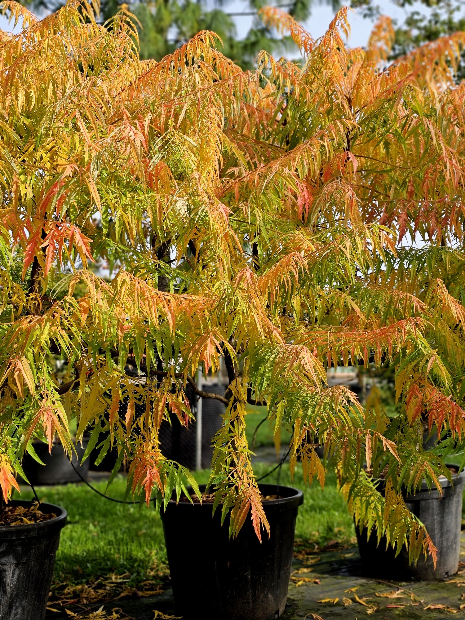 Goudbladige Fluweelboom, Rhus typhina 'Tiger Eyes' kopen