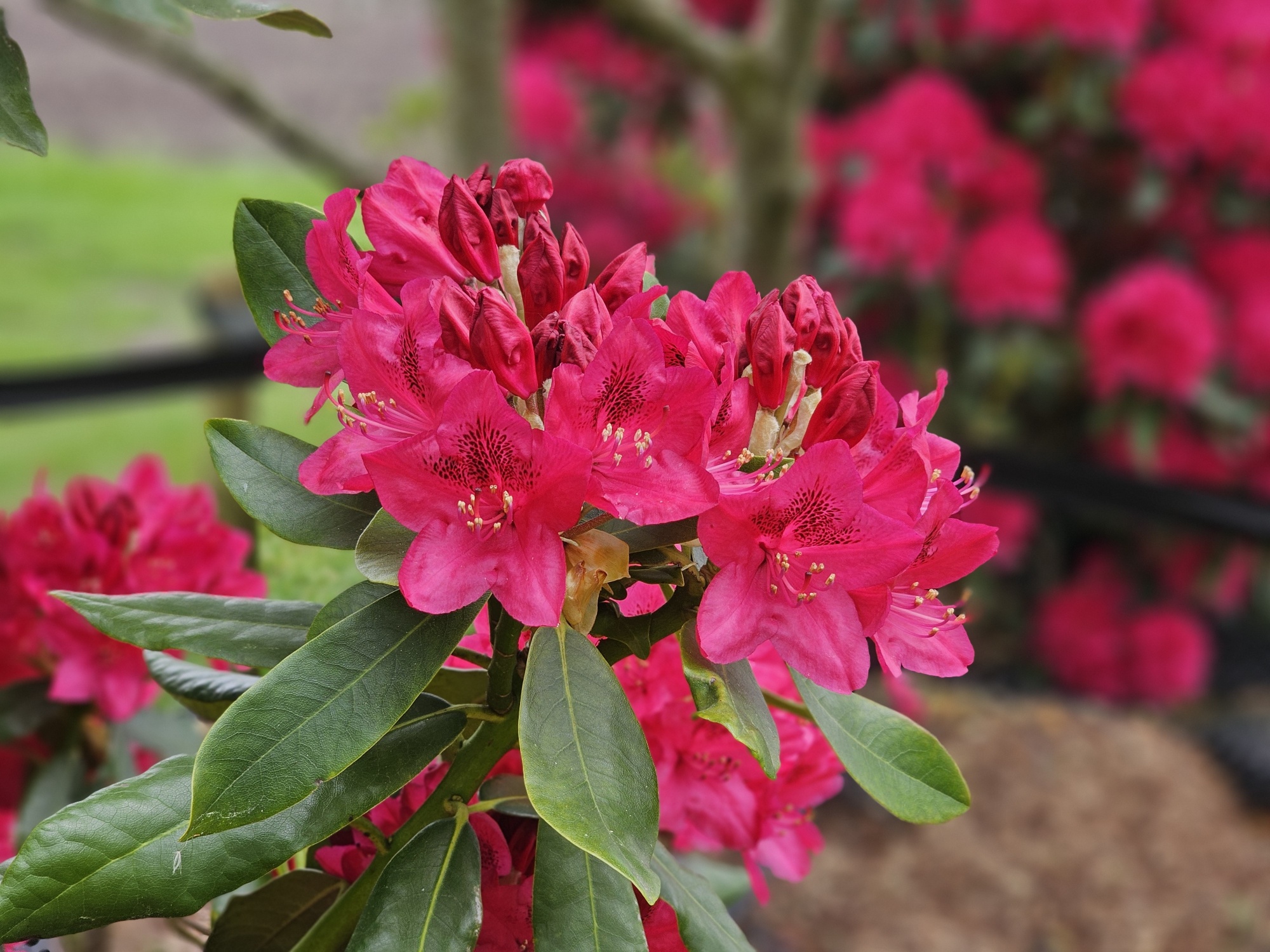 Rododendron 'Nova Zembla', Rhododendron 'Nova Zembla' kopen