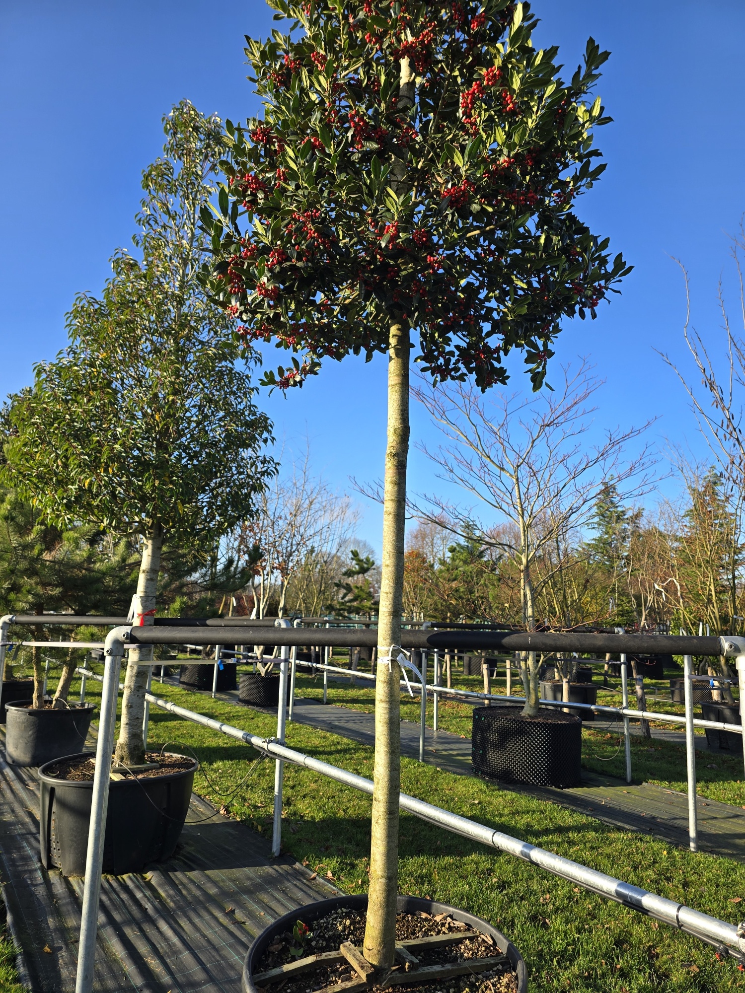 Illex Nellie R. Stevens als groen Baum kaufen