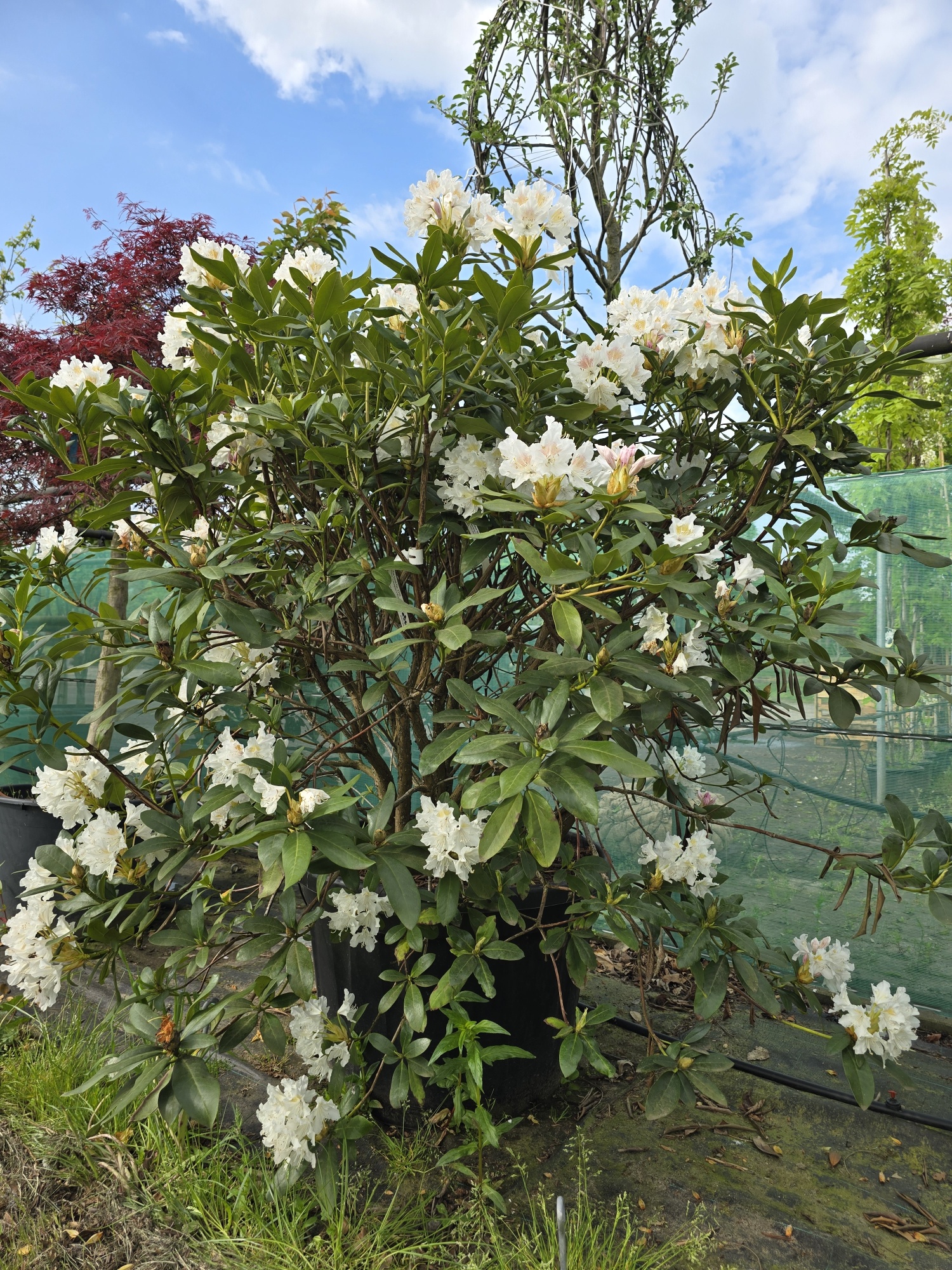 rhododendron simsii care Azalea Rhododendron simsii main image 0
