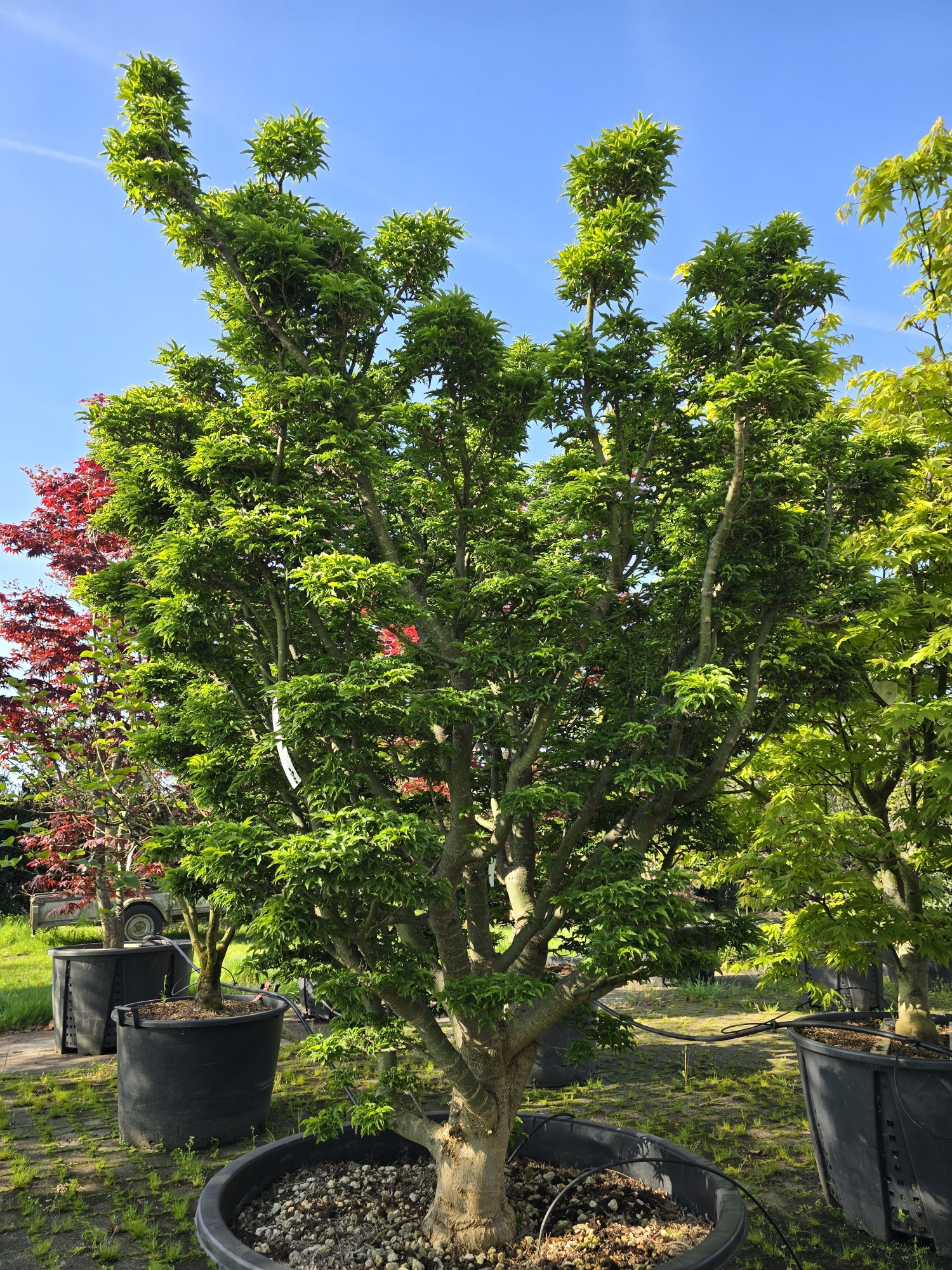 Mchten Sie einen Acer palmatum Shishigashira bei Ihrem Spezialisten  kaufen?