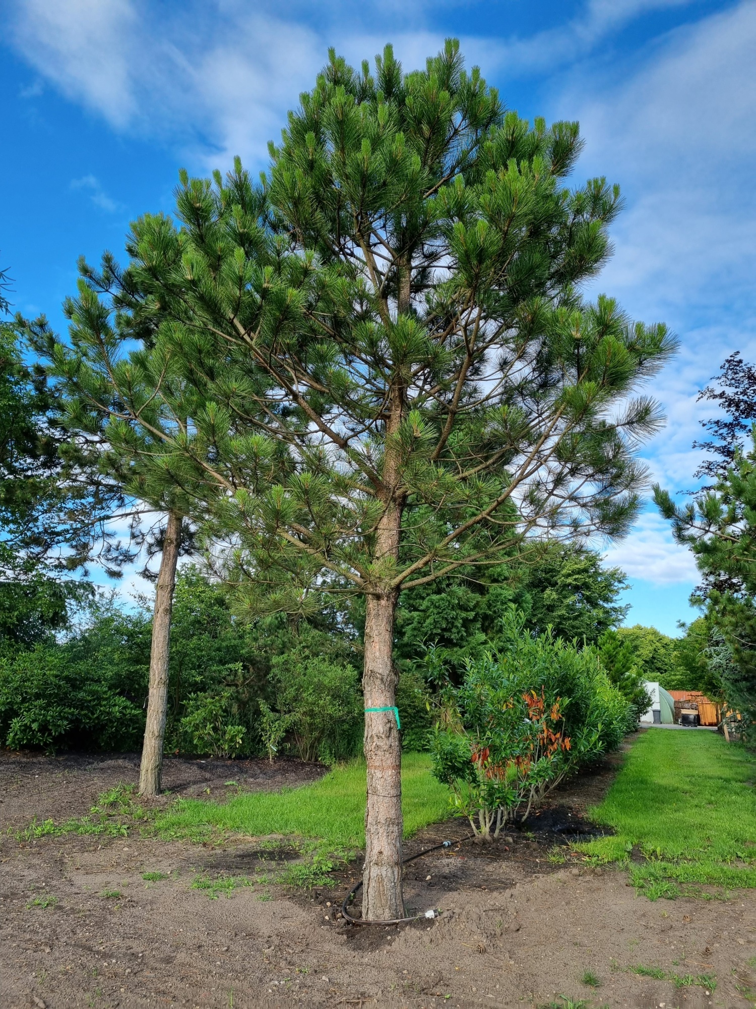 Oostenrijkse Den, Pinus nigra subsp. nigra kopen