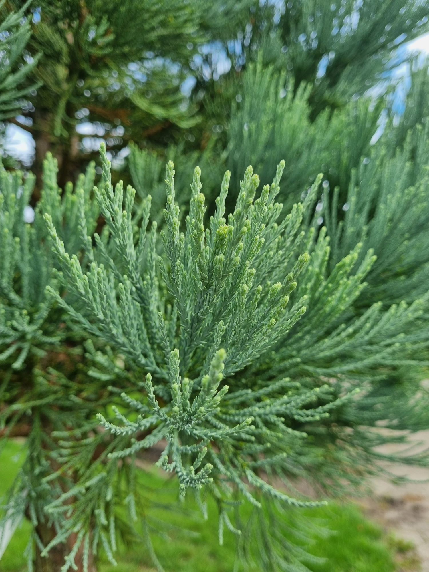 Sequoiadendron Giganteum 'Glaucum' Kopen? | Ten Hoven Bomen