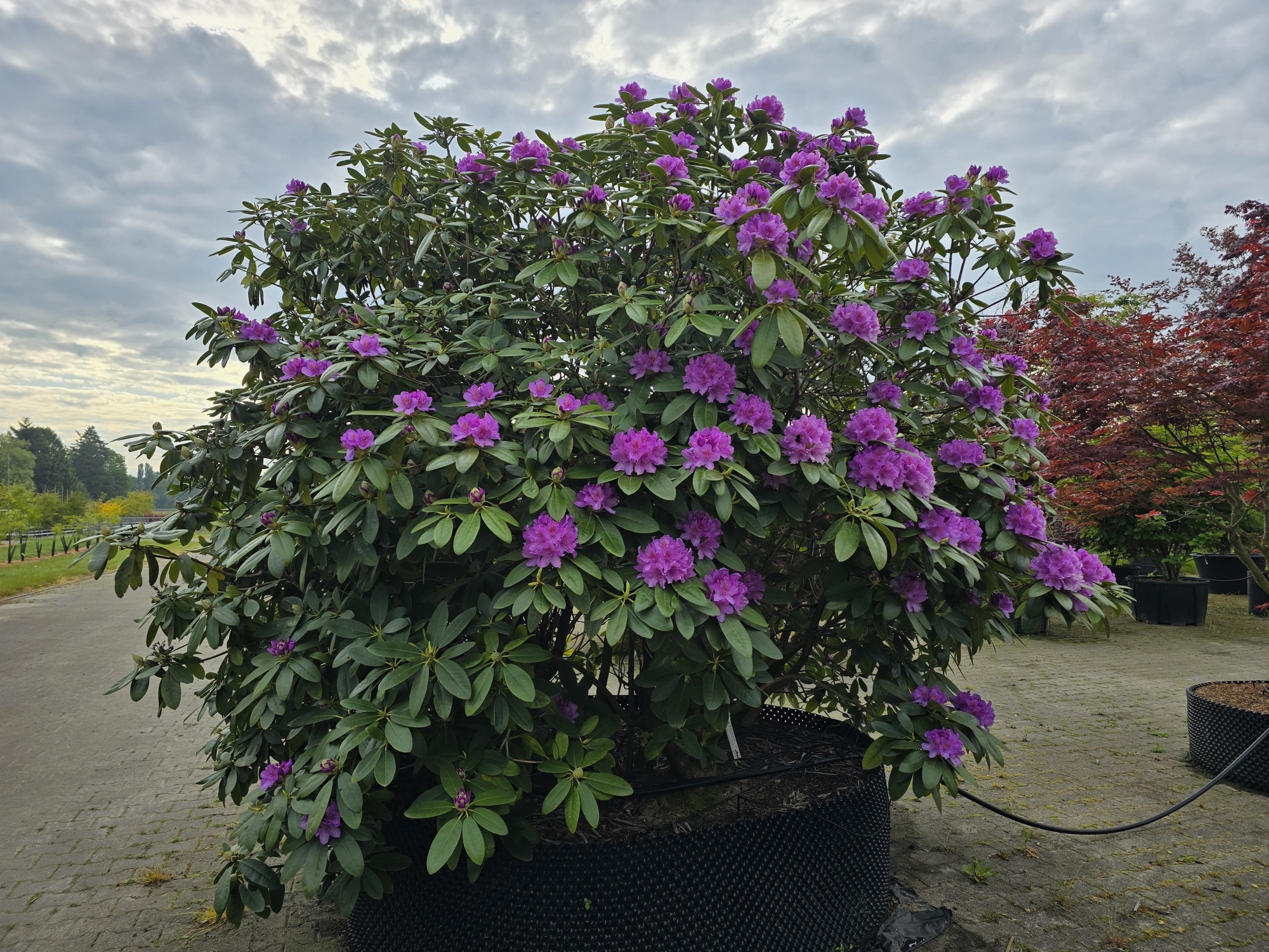 Mchten Sie einen groen Rhododendron 'Catawbiense Grandiflorum' kaufen?