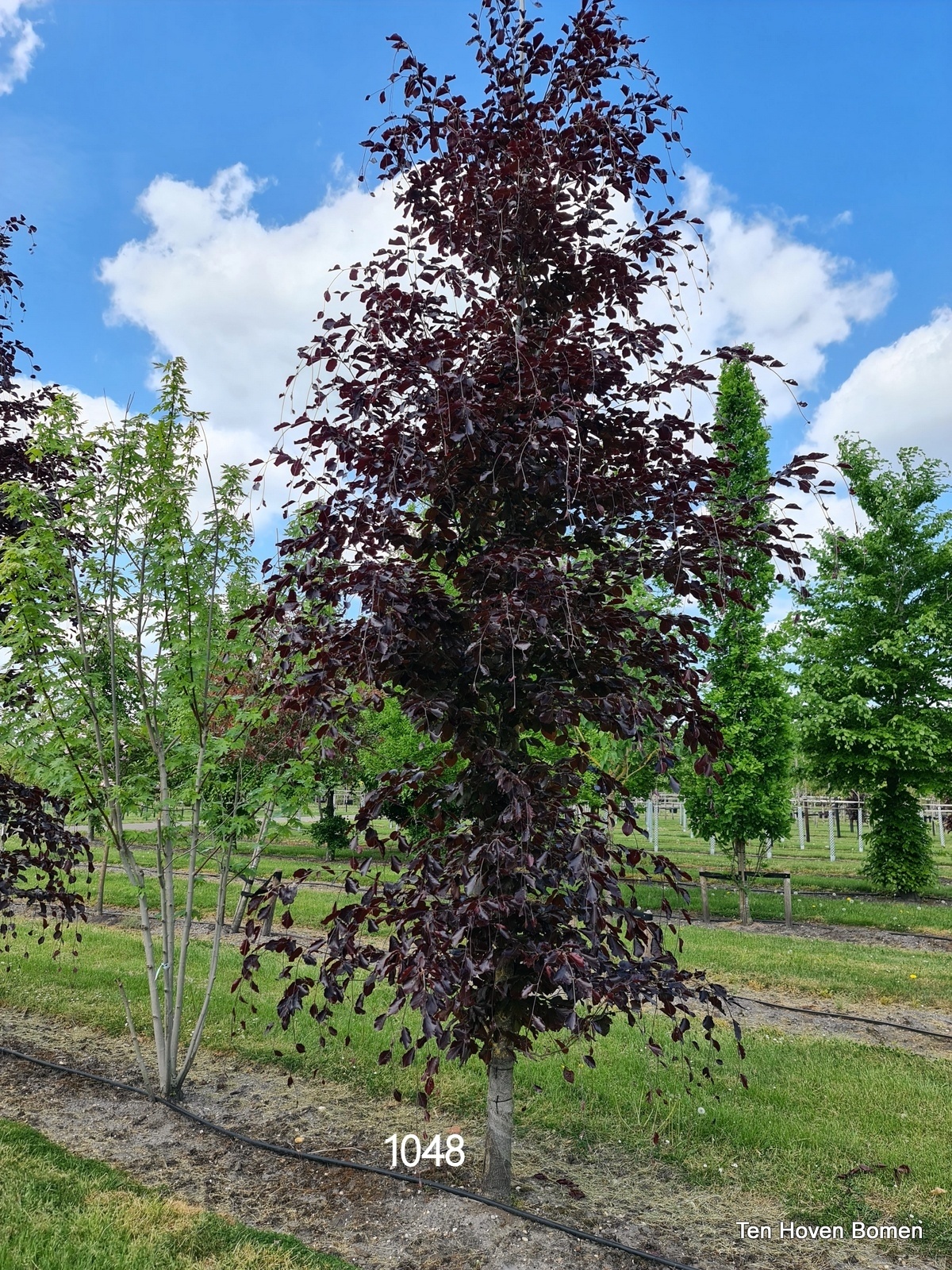 fargesia murielae sonnenschein Bambus China Rohrgras Favorit