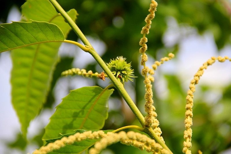 Tamme Kastanje, cultivar, Castanea sativa 'Marsol' kopen