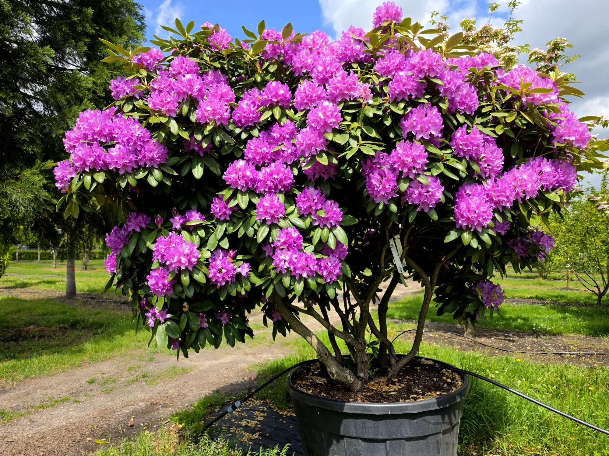 Sie mchten einen besonders schnen mehrstmmigen Rhododendron kaufen?