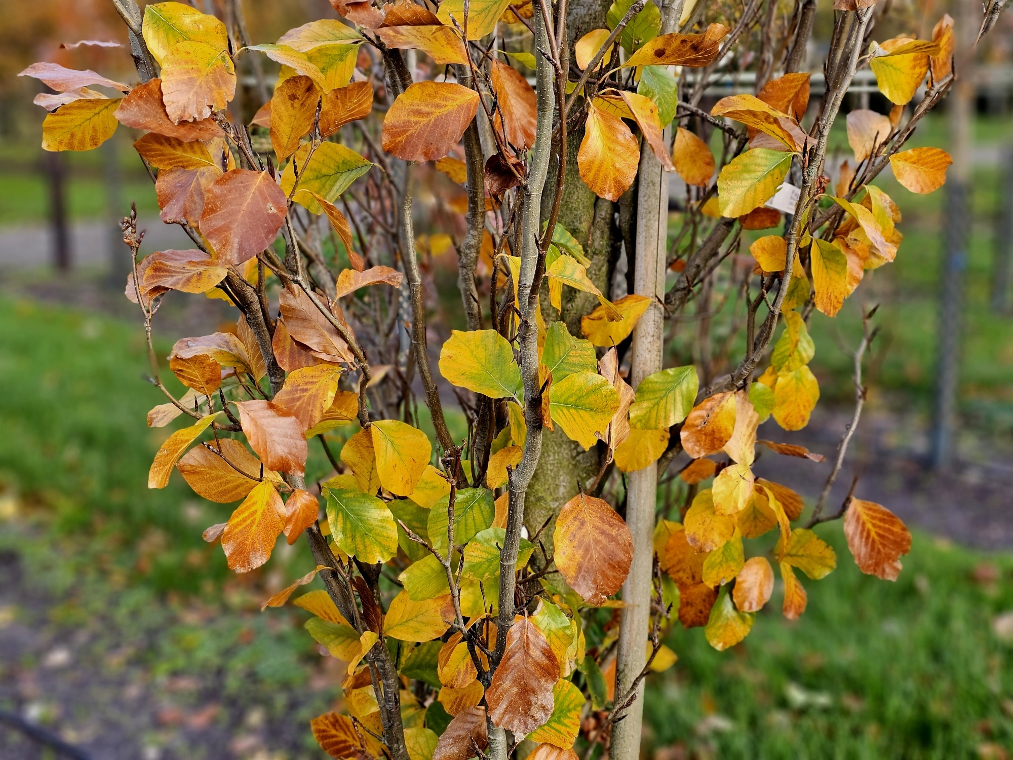 glanzmispel carre rouge unterschied red robin Glanzmispel 'Red Robin' (x3) - Photinia fraseri Red Robin