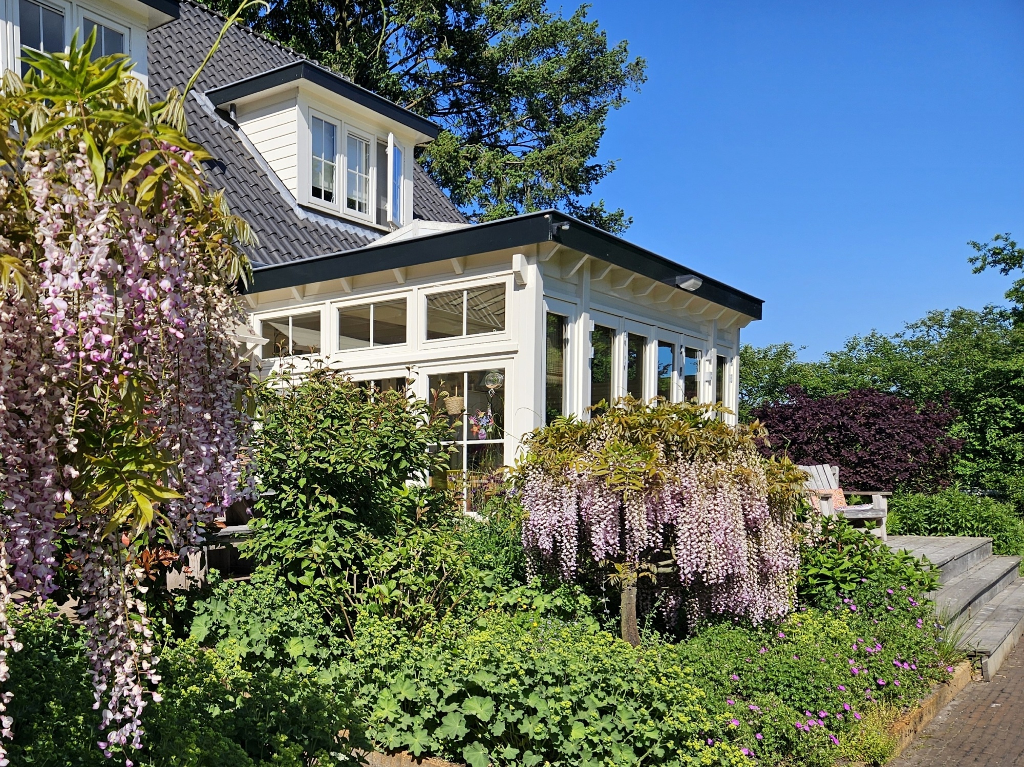 Blauwe Regen 'Issai', Wisteria formosa 'Issai' kopen