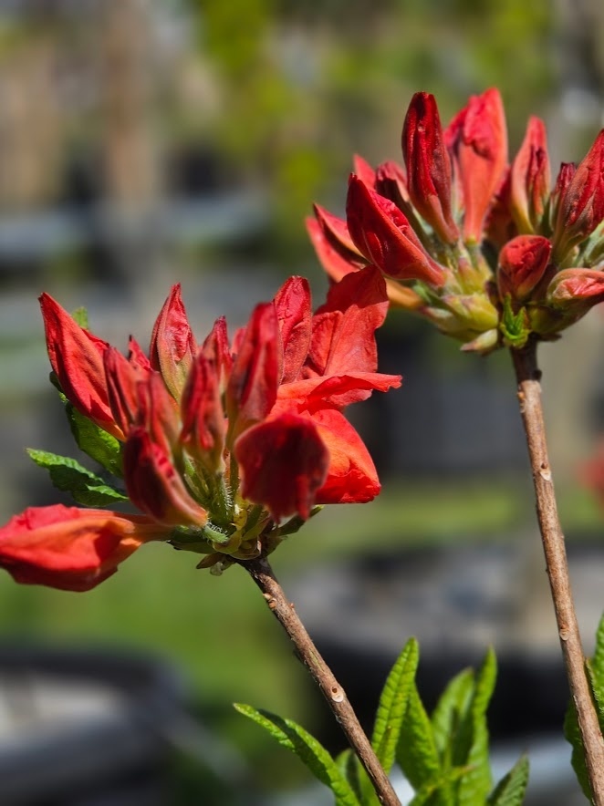 rhododendron obtusum pink spider Azalea obt. Pink Spider 2 Litre Pot — Grasslands Nursery main image 0