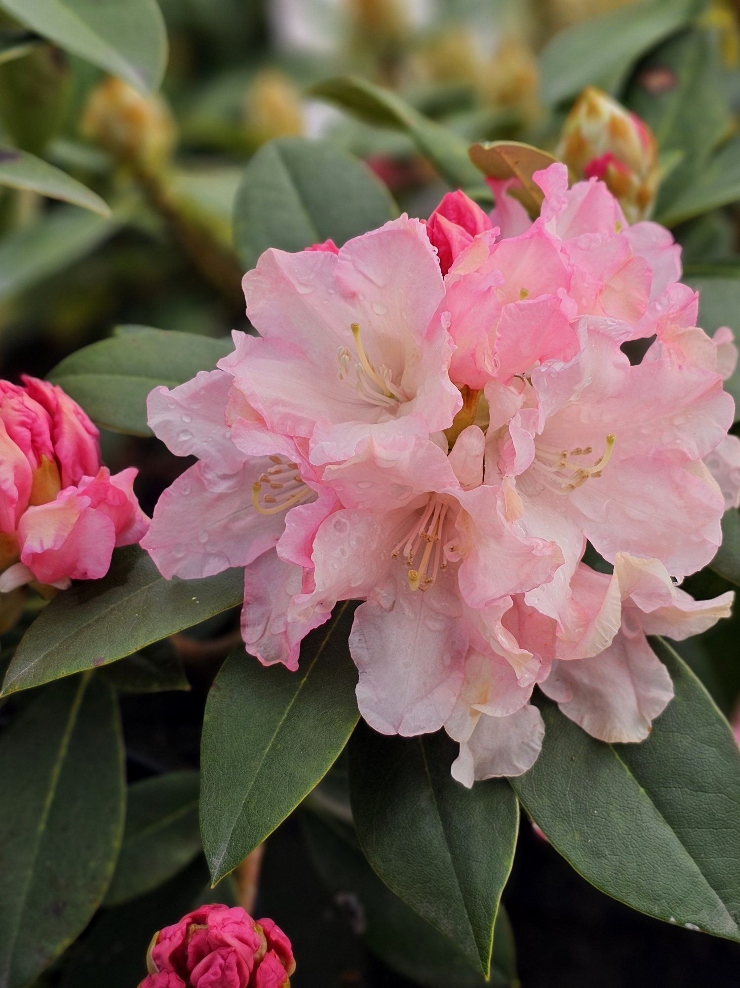Rododendron 'Dreamland', Rhododendron yakushimanum 'Dreamland' kopen