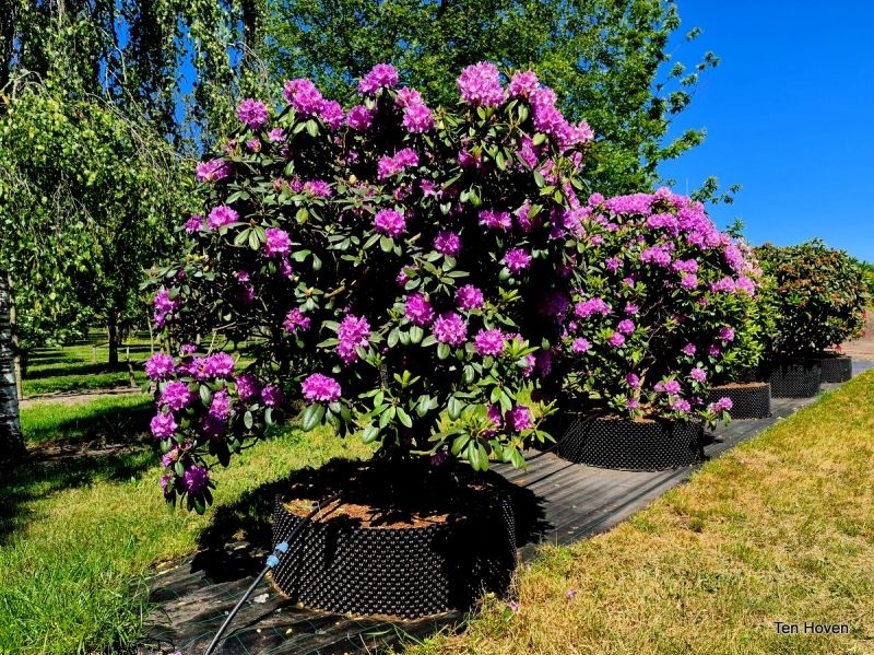 Rododendron 'Catawbiense Grandiflorum', Rhododendron 'Catawbiense  Grandiflorum' kopen