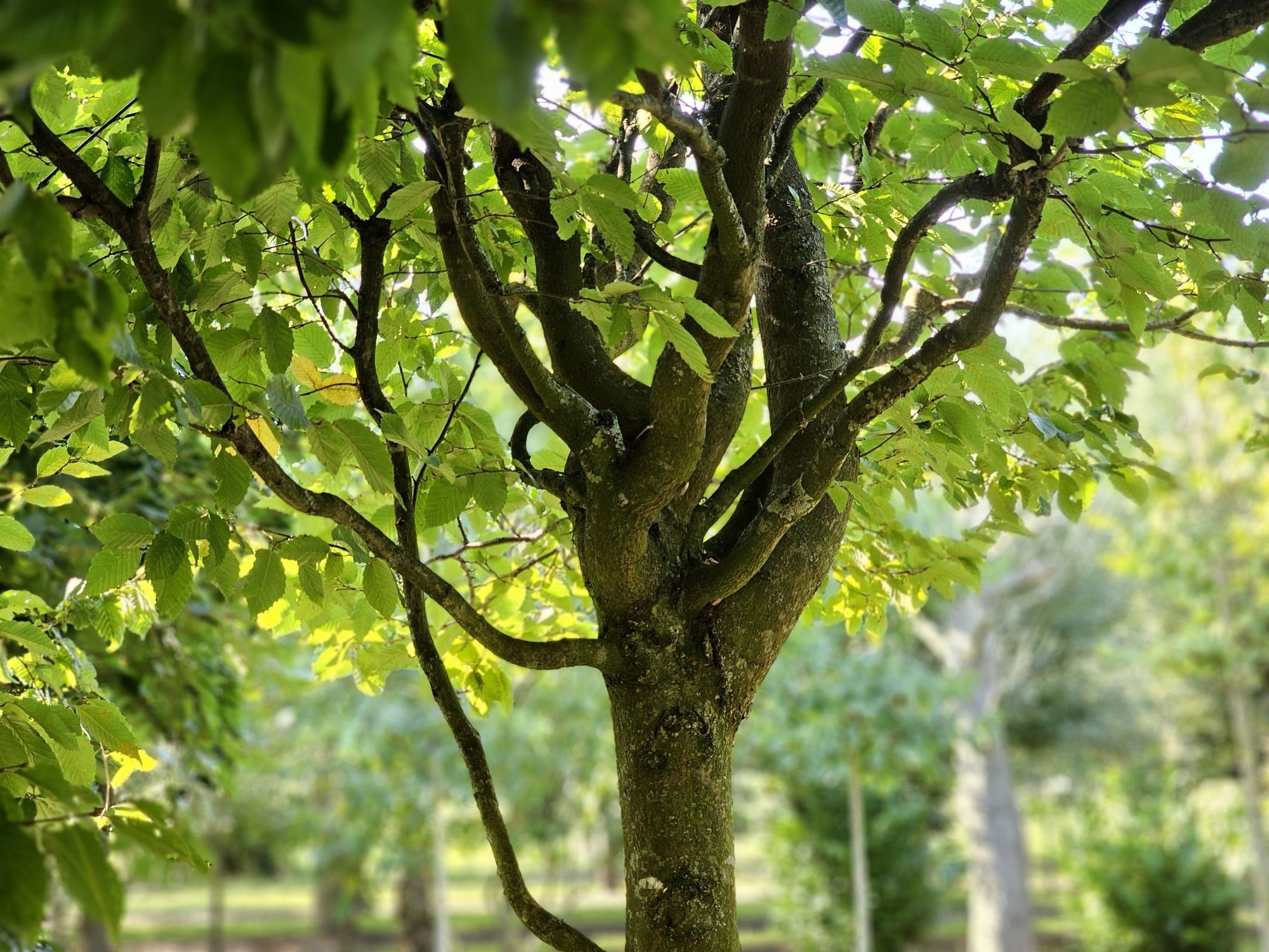 Carpinus betulus Frans Fontaine (Fastigiata)