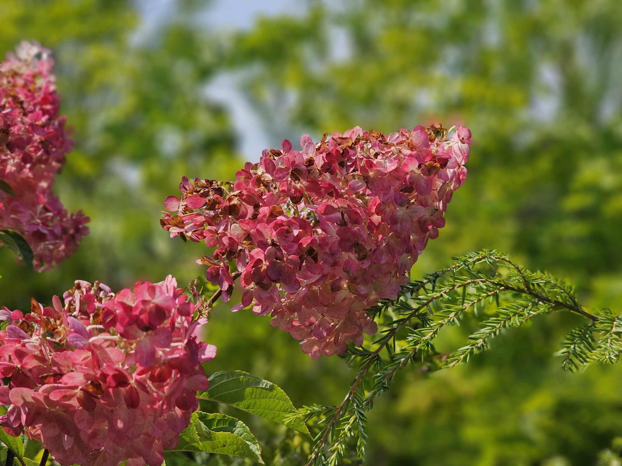Hortensia paniculata - Fichas de plantas - Jardinería