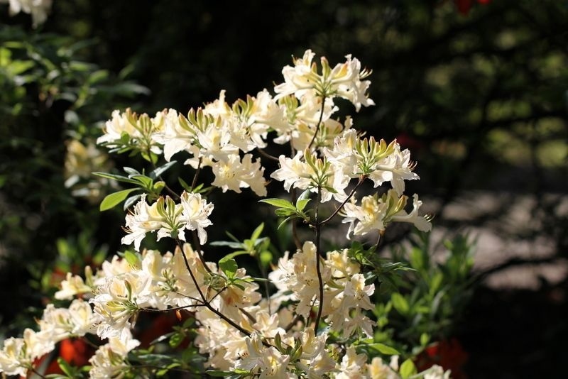 rhododendron azalee Sommergrne Azalee 'Glowing Embers' - Rhododendron (Azalea) mollis Glowing  Embers