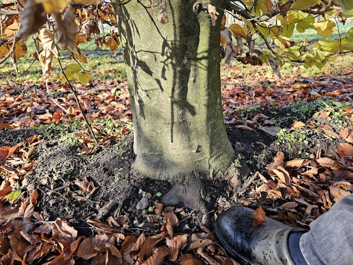 Fagus sylvatica ist ein schner einheimischer Solitrbaum