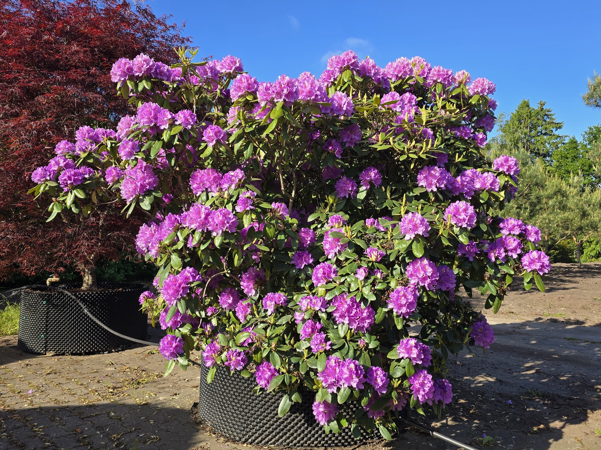Kaufen Sie einen groen Rhododendron 'Catawbiense Grandiflorum'?