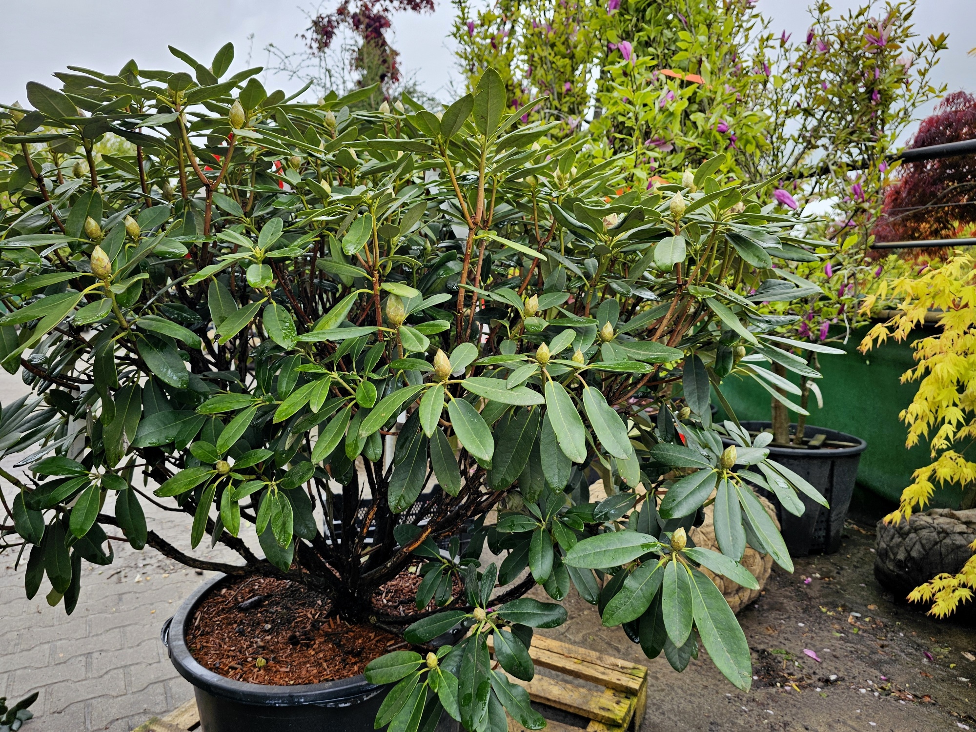 Rododendron 'Marlis', Rhododendron yakushimanum 'Marlis' kopen