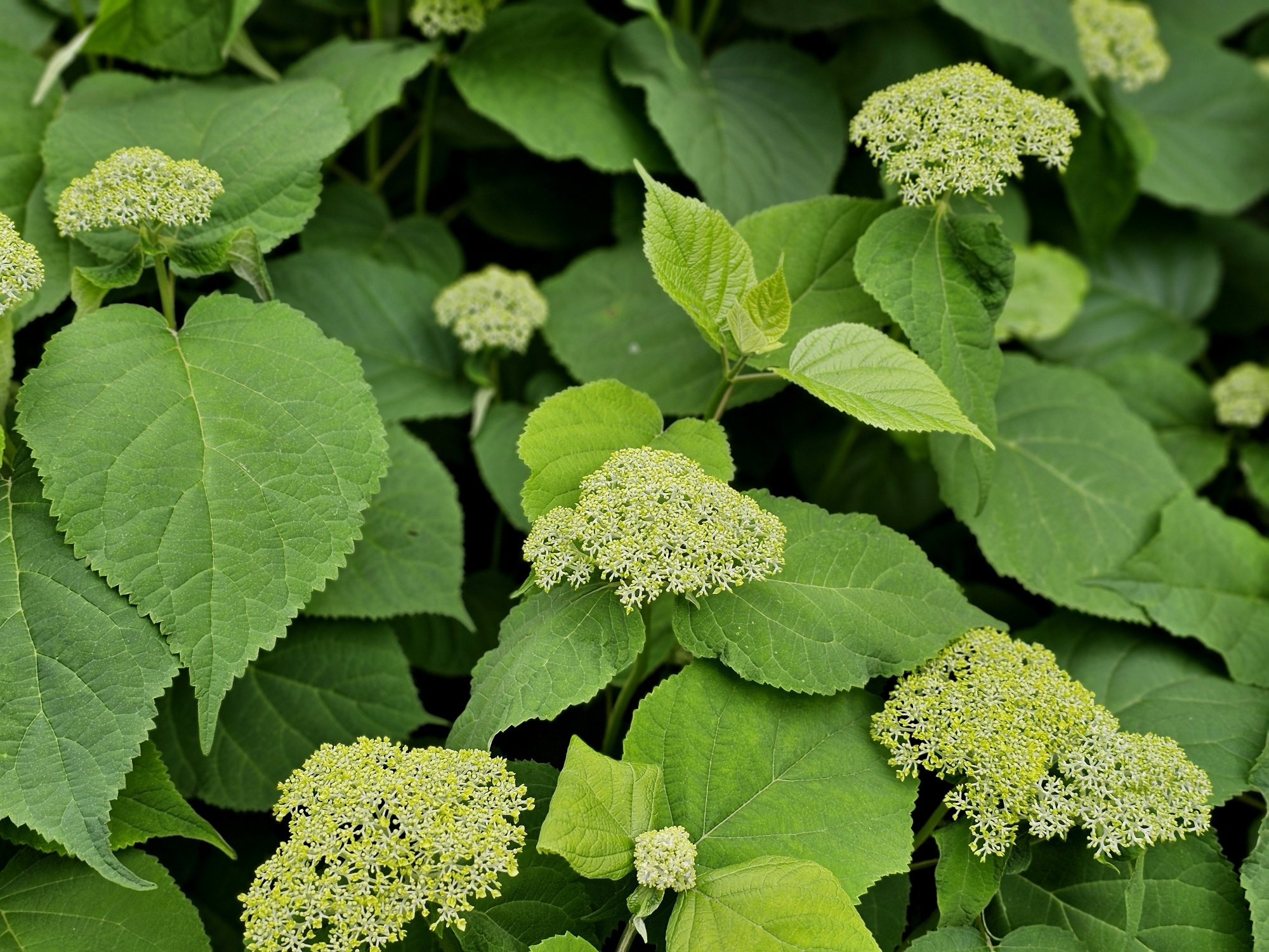Amerikaanse Hortensia 'Annabelle', Hydrangea arborescens 'Annabelle' kopen
