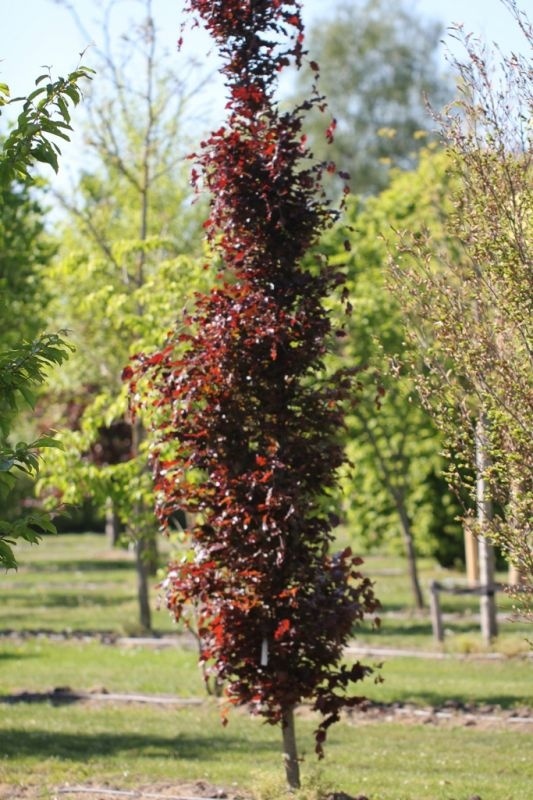 hedera zimmerpflanze Iedera bicolora