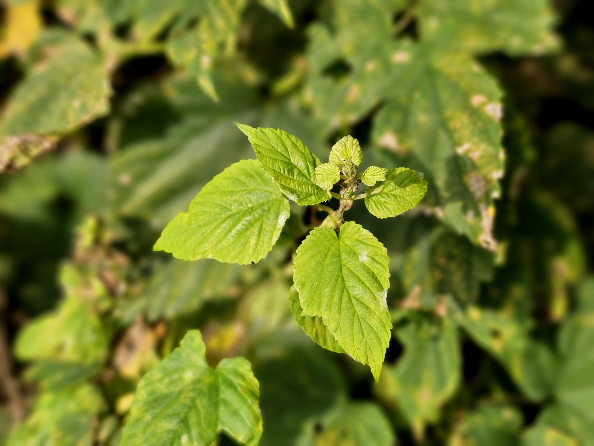 Hop, Humulus lupulus kopen