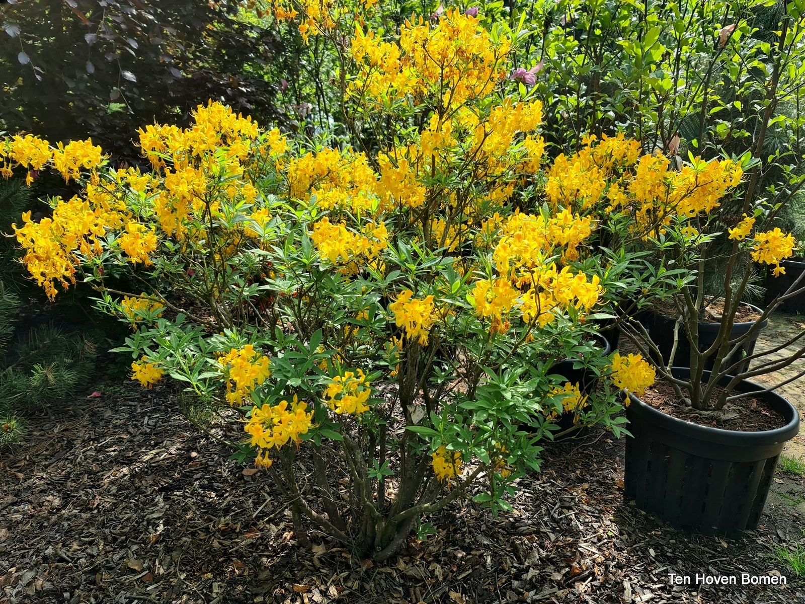 Pontische Rhododendron luteum, Rhododendron luteum kopen