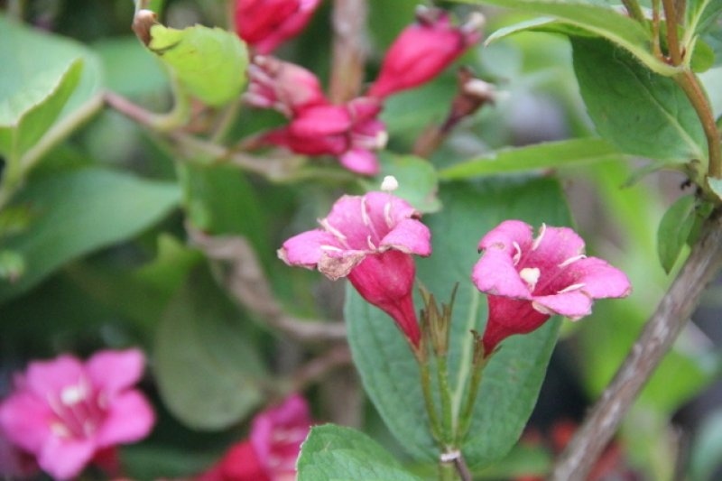 Weigela 'Bristol Ruby', Weigela 'Bristol Ruby' kopen
